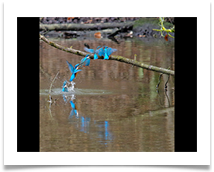 Kingfisher Out of Water - Chris Beesley